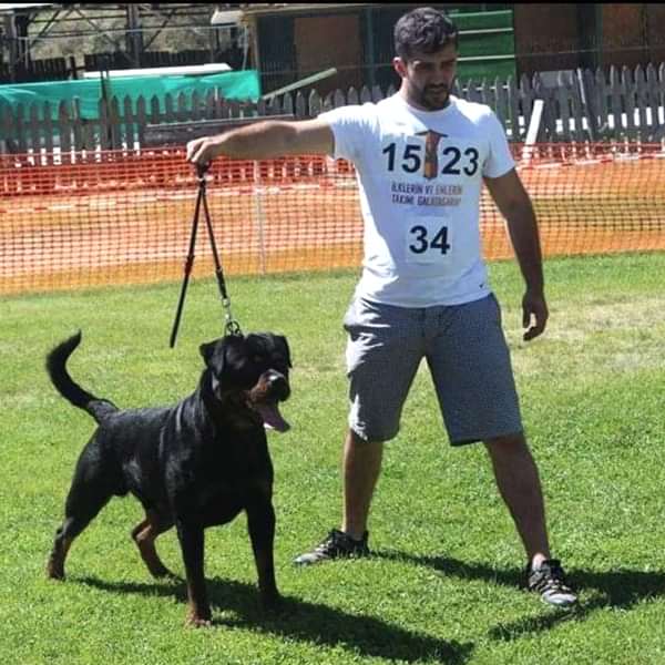 köpek eğitim merkezi