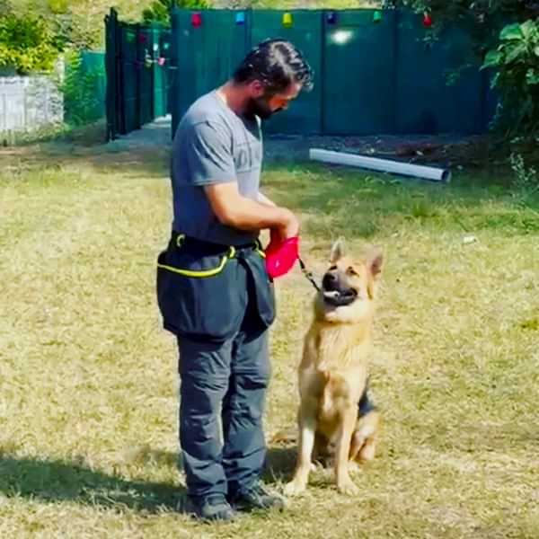 köpek eğitim merkezi